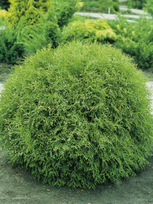 Kuletuja - Thuja occidentalis Little Champion | Co 2