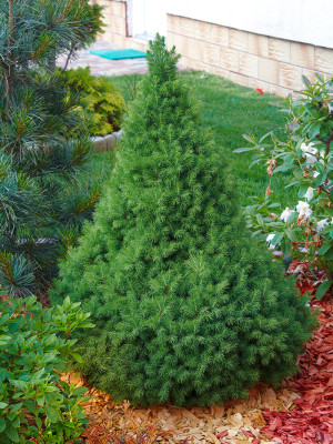 Hvitgran Kjeglegran 40-50cm Picea glauca Conica i 5 liter potte