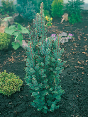 085 | Picea pungens Iseli Fastigiate | Co 2