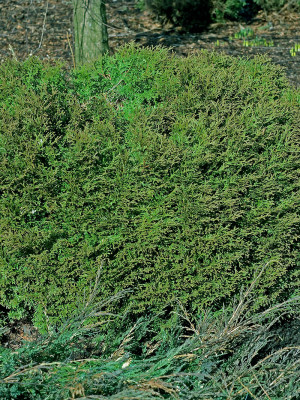 Kuletuja - Thuja occidentalis Hoseri | Co20 - Thuja Planet AS