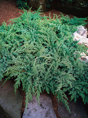 039 | Juniperus squamata Blue Swede | Co 2-3