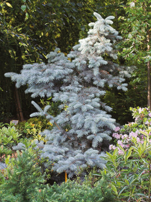 062 | Picea pungens Edith | Co 2