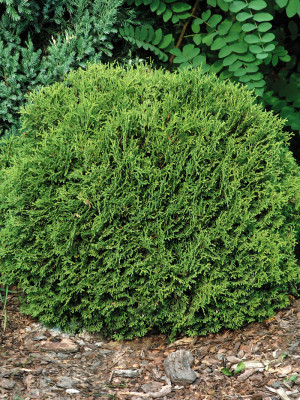 Kuletuja - Thuja occidentalis Little Gem | Co 10