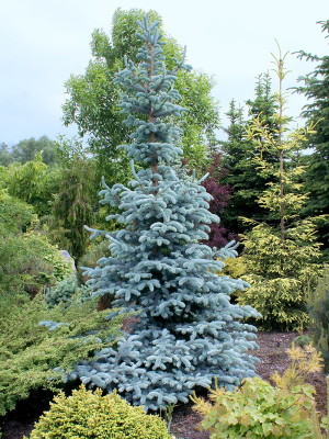 Picea pungens Hoopsii | Co 20