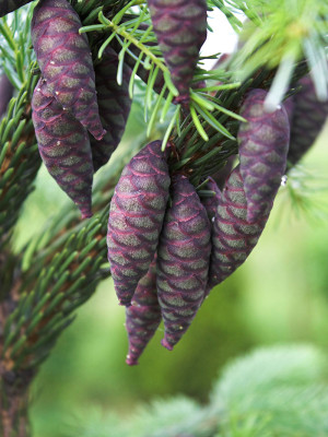 061 | Picea omorica | 200-220 - Thuja Planet AS