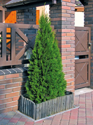 130 | Thuja occidentalis Weimar | Co 3-5 80-100