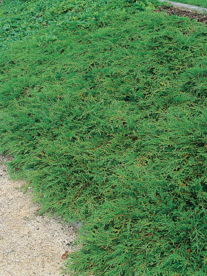Fjelleiner - Juniperus communis Repanda | Co 2-3