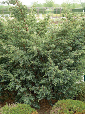 014 | Juniperus chinensis Blue Alps | Co 2-3