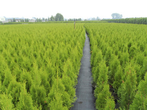 100stk. Thuja Smaragd 80-100cm