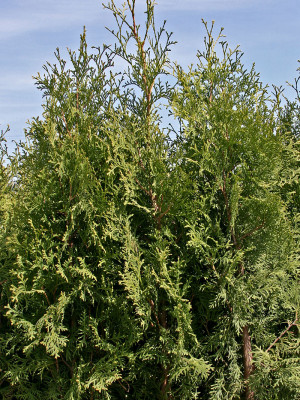 Thuja occ. Columna 80-100 cm - Thuja Planet AS