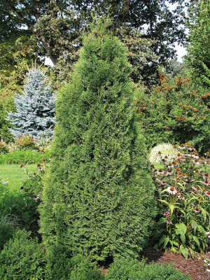 Thuja occidentalis Holmstrup | Co10 | 100-120 cm - Thuja Planet AS