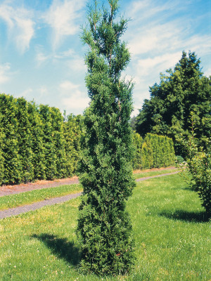 112 | Thuja occidentalis Holmstrup | Co5 | 80-100 cm - Thuja Planet AS