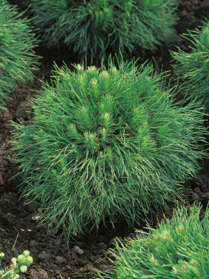 096 | Pinus mugo Varella | Co 2