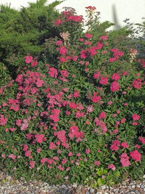 099 | Spiraea japonica Anthony Waterer 10-30cm