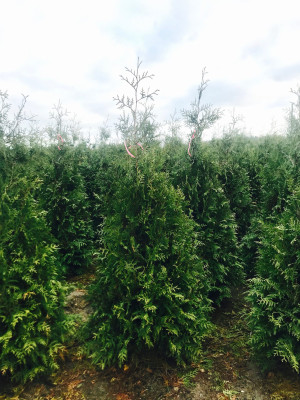 Thuja Brabant PREMIUM 175-200cm, rotklump