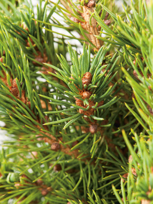 Hvitgran Kjeglegran 110-130cm Picea glauca Conica - Thuja Planet AS