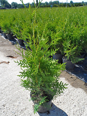 100stk Thuja Brabant 60-80cm