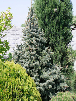 065 | Picea pungens Fat Albert | Co 2
