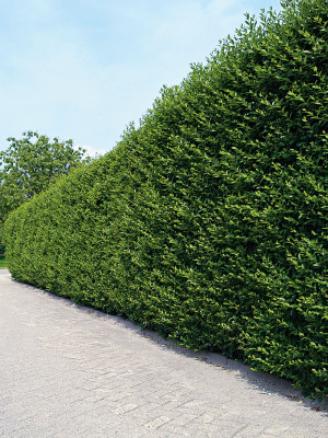 100stk Ligustrum 60 cm +