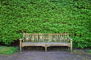 Småbladet Lind - Tilia cordata 120cm+