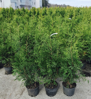 100stk Thuja Brabant 120-140cm