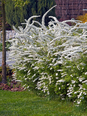 098 | Spiraea cin. Grefsheim 10-30cm