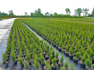 Thuja Smaragd 20-40cm