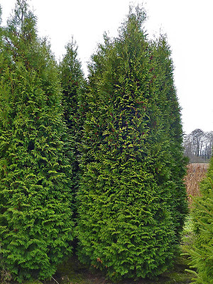 100stk Thuja Brabant Premium 200-250cm