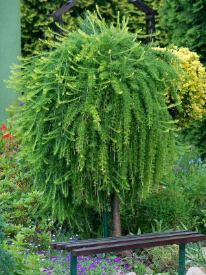 042 | Larix decidua Pendula | Co 20 - Thuja Planet AS