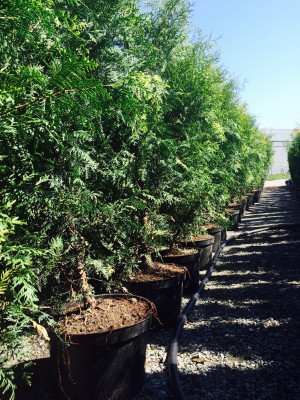 Thuja Brabant 120-140cm