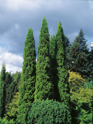 Thuja occ. Columna 100-120 cm - Thuja Planet AS