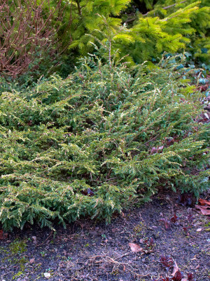022 | Juniperus communis Spotty Spreader | Co 2-3
