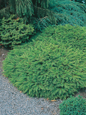 Fugleredegran - Picea abies Nidiformis | Co 5