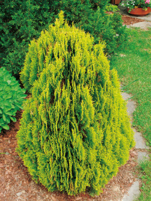 131 | Thuja orientalis Aurea Nana | Co2