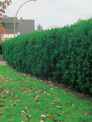 100stk Barlind - Taxus Hicksii 100-120cm