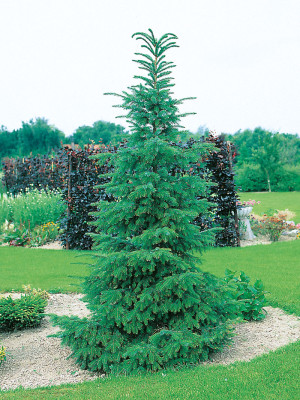 060 | Picea omorica | 180-200