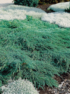 Himalayaeiner - Juniperus squamata Blue Carpet | Co 2-3