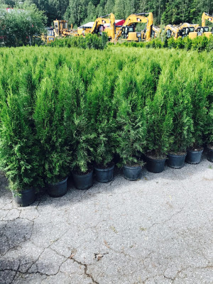 100stk Thuja Smaragd 100-120cm