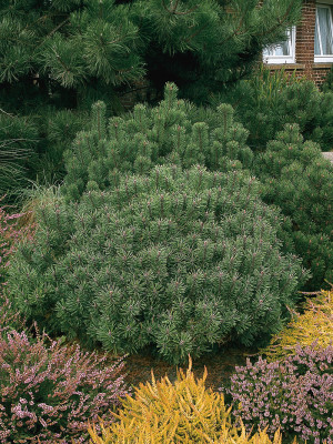 091 | Pinus mugo var. mughus | Co 20