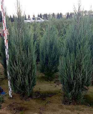 Juniperus Blue Arrow 140-160cm - Thuja Planet AS