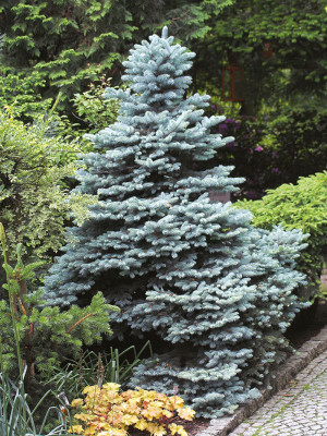 079 | Picea pungens Glauca Globosa | Co 10