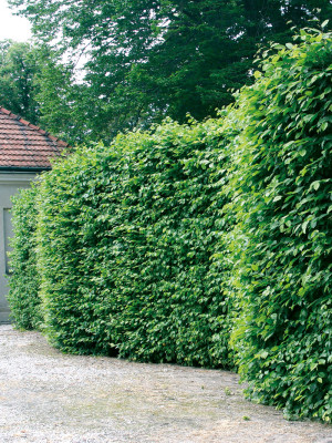Agnbøk - Carpinus Betulus 100cm+