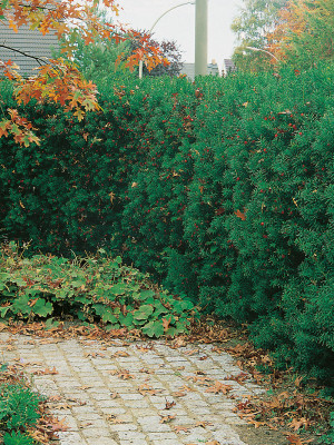 Barlind - Taxus Hillii 60-80cm (uten giftige bær)