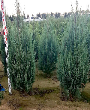 Juniperus Blue Arrow 120-140cm