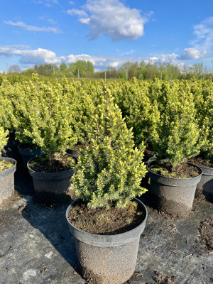 Hvitgran Daisy's White - Picea glauca 2 liter potte