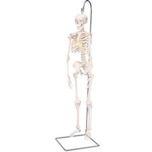 Miniesqueleto completo Shorty sobre soporte colgante