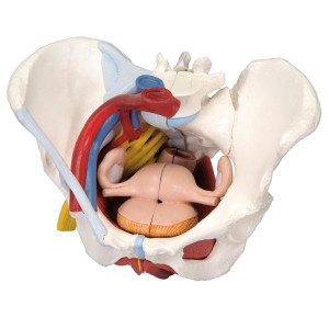 Modelo anatómico de pelvis femenina con ligamentos, venas, nervios, suelo pélvico y órganos (seis partes)