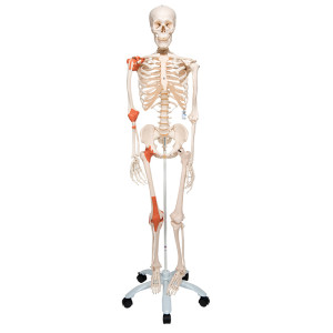 Esqueleto anatómico Leo: con ligamentos articulares y soporte de cinco patas con ruedas