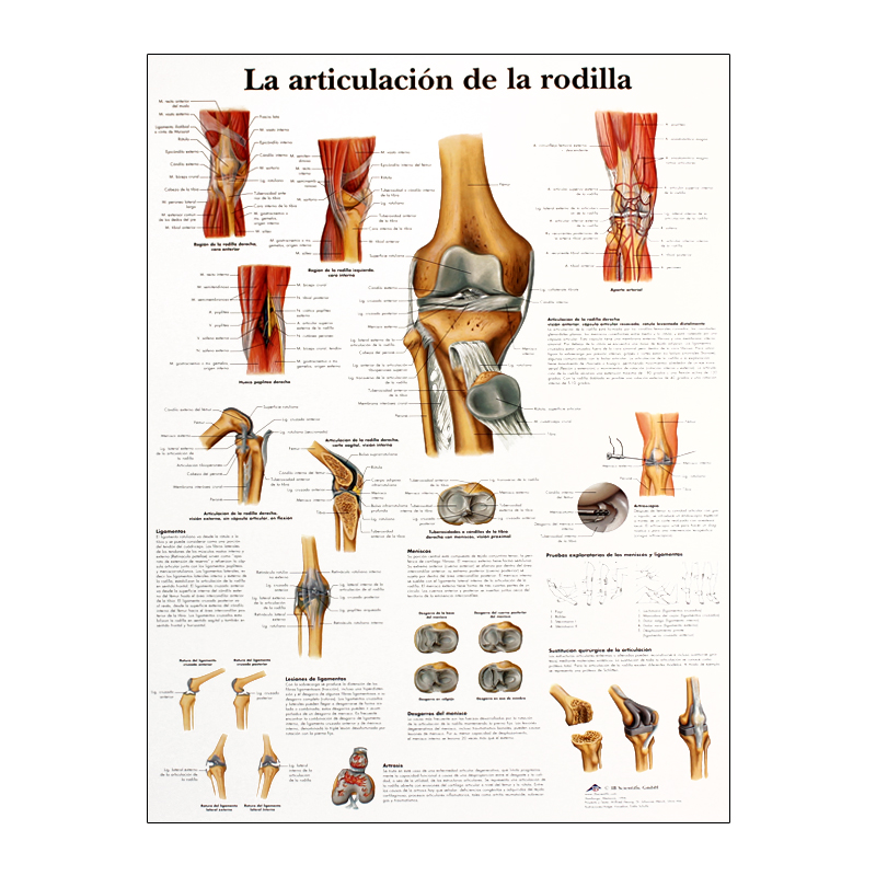 Lámina de anatomía: Articulación de la rodilla