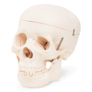 Anatomický model ľudskej lebky